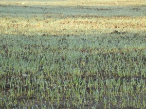 Бахчисарайское водохранилище